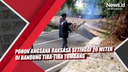 Video Pohon Angsana Raksasa Setinggi 20 Meter di Bandung Tiba-Tiba Tumbang