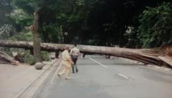Pohon Setinggi 20 Meter Tumbang di Tamansari Bandung, 1 Motor Rusak 