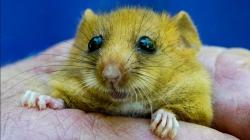 Hii, Mafia Narkoba Jadikan Tikus Makanan Favorit yang Disuguhkan kepada Rekan