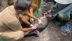 Mati Perlahan, Puluhan Ekor Babi di Palangka Raya Terjangkit Virus ASF