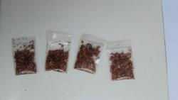 Nongkrong di Pos Ronda, 2 Pemuda Makassar Diam-Diam Isap Tembakau Gorila