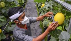 Petani Milenial Budi Daya Melon dengan Sistem Green House