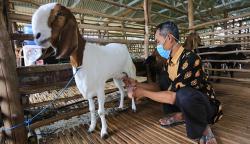 Produksi Susu Kambing Etawa Meningkat 50 Persen pada Masa Pandemi