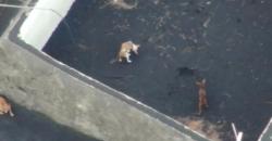 Drone Bakal Digunakan untuk Selamatkan 4 Anjing yang Terperangkap Lava Vulkanik