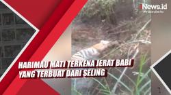 Video Harimau Mati Terkena Jerat Babi di Riau