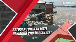 Video Ratusan Ton Ikan Mati di Waduk Cirata Cianjur