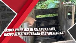 Video Kasus Kematian Ternak Babi Meningkat Akibat Virus ASF di Palangkaraya