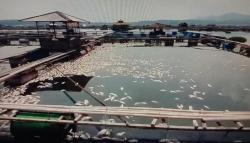 Ratusan Ton Ikan di Waduk Cirata Cianjur Mati Mendadak, Petambak Syok Berat<