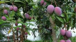 Peneliti Ungkap Keragaman Genetik Mangga Kasturi, Buah Khas Kalsel yang Nyaris Punah