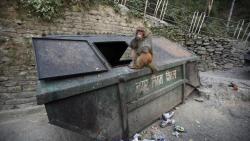 Nahas, Pria Tewas Dilempar Batu Bata oleh Monyet