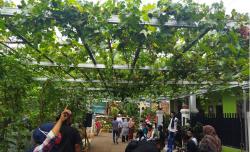 Cerita Warga Munjul Buat Urban Farming, Kini Omzet Jutaan Tiap Bulan