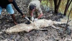 Hilang Lebih dari Sepekan, Tubuh Nelayan Ditemukan saat Dimakan Buaya 