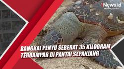 Video Bangkai Penyu Seberat 35 Kg Terdampar di Pantai Sepanjang Gunungkidul