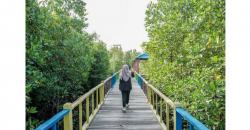 Indahnya Taman Wisata Mangrove Klawalu di Tanah Papua, Banyak Spot Instagramable