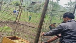 Dilepasliarkan, Ini Penghuni Baru di Taman Nasional Gunung Ciremai Majalengka<