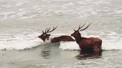 2 Rusa Jantan Berkelahi Berebut Betina hingga Luka Parah di Pangandaran
