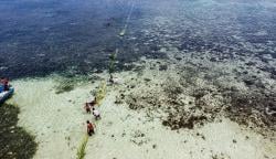 Tradisi Wer Warat Maluku Tenggara, Tangkap Ikan dengan Tali dan Daun Kelapa