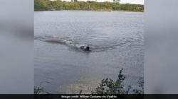 Pria Ini Selamat setelah Nekat Berkelahi dengan Buaya Ganas di Danau