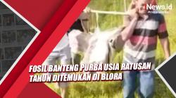 Fosil Banteng Purba Usia Ratusan Tahun Ditemukan di Blora