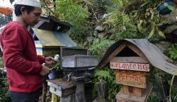 Budi Daya Madu Teuweul Bangkitkan Perekonomian Warga Lampung Selatan