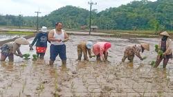 Heboh, Bupati Pangandaran Buka Baju lalu Turun ke Sawah Ikut Tanam Padi<