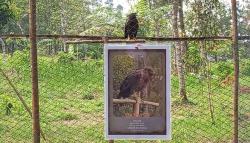 Hewan Dilindungi Resmi Jadi Penghuni Baru TNGC Majalengka, Ada yang Dinamai Thor<