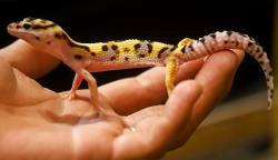 Ragam Hewan Eksotis dari Kadal-Salamander di Exotique Pet Expo