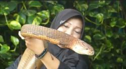 Rayakan Ultah, Ratu Ular di Purwokerto Ini Bergulat dengan King Cobra