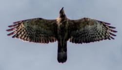 Mengamati Migrasi Burung Pemangsa di Kawasan Puncak Bogor