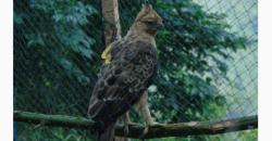 Keseruan Wisata di Kawasan Bromo, jika Beruntung Bisa Lihat Elang Jawa yang Langka