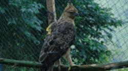 Populasi Satwa Elang Jawa di Kawasan Bromo Bertambah, Ini Penyebabnya