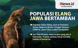Infografis Penambahan Populasi Satwa Elang Jawa di Taman Nasional Bromo Tengger Semeru
