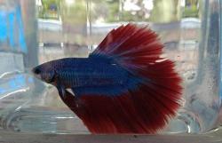 Ratusan Ikan Cupang meriahkan Kontes Ngayogyakarta Beta Flare<