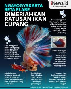 Infografis Kontes Ngayogyakarta Beta Flare Dimeriahkan Ratusan Ikan Cupang 