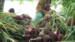 Harga Jual Bawang Merah Petik Fluktuatif, Petani Demak Rugi Besar 