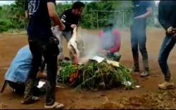Tanam Ganja di Kebun Kopi, Petani dan Anaknya di Empat Lawang Ditangkap Polisi  <