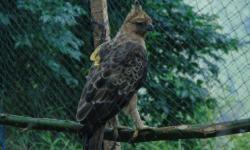 Ribuan Elang Jawa Diburu dan Dijual di Pasar Medsos, Populasi Tinggal 435 Pasang 