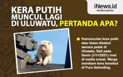 Infografis Kera Putih Muncul Lagi di Uluwatu, Pertanda Apa?