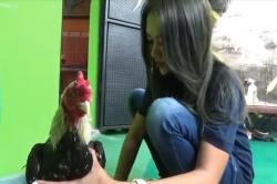  Gadis Cantik asal Sleman Ini Sukses Ternak Ayam Aduan