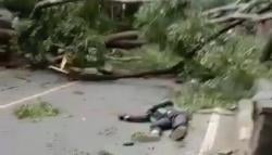 Tertimpa Pohon Tumbang di Purwakarta, Driver Ojol Terkapar Bersimbah Darah