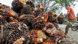 Harga Referensi CPO Periode 1-15 Januari 2023 Turun, Ini Penyebabnya