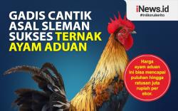 Infografis Gadis Cantik asal Sleman Sukses Ternak Ayam Aduan