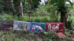 BKSDA Maluku Lepaskan 14 Ekor Satwa Liar Endemik di Gunung Sahuwai