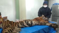 Datuk Si Harimau Sumatera Penerkam Manusia Mati di Tempat Penyelamatan Satwa