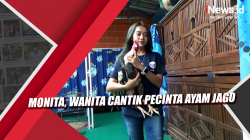 Video Monita, Wanita Cantik Pecinta Ayam Jago