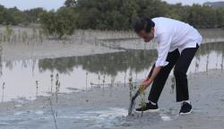 Ketika Presiden Jokowi, Menteri Luhut dan Retno Tanam Mangrove di Abu Dhabi