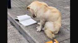 Lucu, Anjing Fokus Lihat Buku yang Terbuka Seolah sedang Belajar