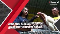 Video Ayam Jago Berkualitas Dijual hingga Ratusan Juta Rupiah