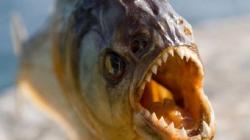 Terjun ke Danau untuk Hindari Lebah, Pria Tewas Mengenaskan Diserang Ikan Piranha