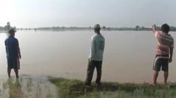 Sungai Cijambe Meluap, Ratusan Hektare Sawah di Pantura Subang Terendam Banjir